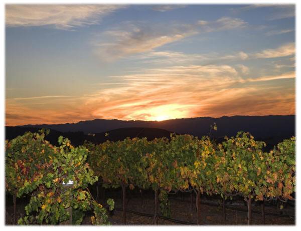 The Eden House Vineyard Hotel Templeton Ngoại thất bức ảnh