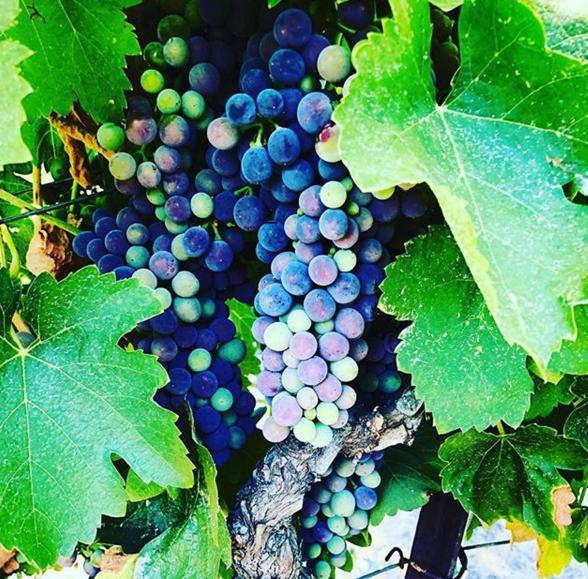 The Eden House Vineyard Hotel Templeton Ngoại thất bức ảnh